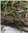 Cordulegaster bidentata